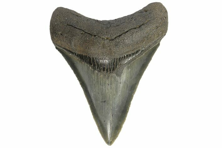 Serrated, Fossil Megalodon Tooth - South Carolina #180983